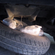 Image for article titled Ten Awesome Secret Car Hacks